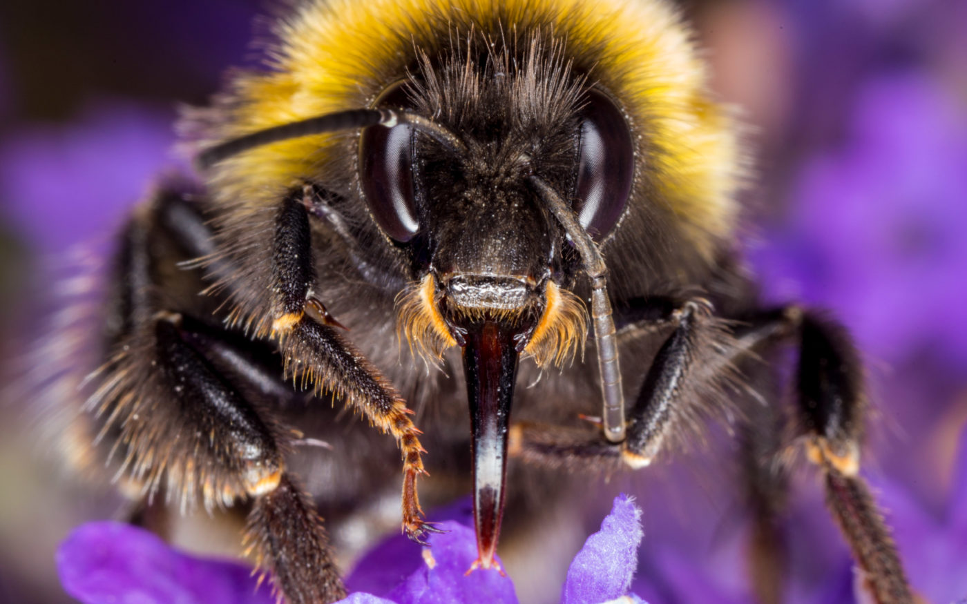 Buff-tailed Bumblebee, Bombus terrestris, feeding on lavender